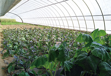 如何合理的建設(shè)日光溫室？